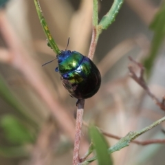 Callidemum hypochalceum (Hop-bush leaf beetle) at Nail Can Hill - 5 Mar 2023 by KylieWaldon