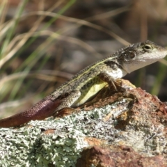 Diporiphora nobbi (Nobbi Dragon) at Cotter Reserve - 5 Mar 2023 by Christine
