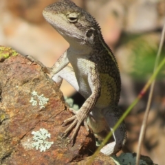 Diporiphora nobbi at Coree, ACT - 5 Mar 2023