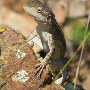 Diporiphora nobbi at Coree, ACT - 5 Mar 2023