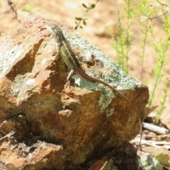 Diporiphora nobbi at Coree, ACT - 5 Mar 2023 12:20 PM