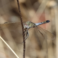 Orthetrum caledonicum (Blue Skimmer) at Albury - 5 Mar 2023 by KylieWaldon