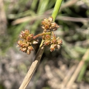 Juncus vaginatus at Wollogorang, NSW - 3 Mar 2023