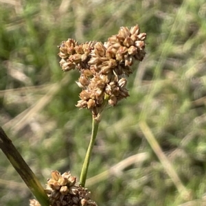 Juncus vaginatus at Wollogorang, NSW - 3 Mar 2023