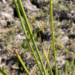 Juncus vaginatus at Wollogorang, NSW - 3 Mar 2023