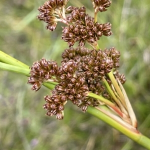 Juncus phaeanthus at Booth, ACT - 26 Jan 2023