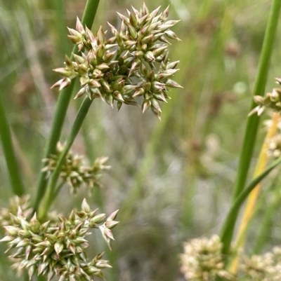 Juncus holoschoenus (Joint-leaved Rush) at Namadgi National Park - 26 Jan 2023 by JaneR