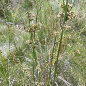 Juncus holoschoenus at Booth, ACT - 26 Jan 2023