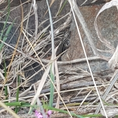 Ctenotus taeniolatus (Copper-tailed Skink) at Namadgi National Park - 5 Mar 2023 by danswell