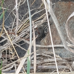 Ctenotus taeniolatus at Rendezvous Creek, ACT - 5 Mar 2023