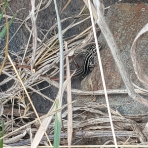 Ctenotus taeniolatus at Rendezvous Creek, ACT - 5 Mar 2023