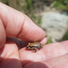 Litoria lesueuri (Lesueur's Tree-frog) at Namadgi National Park - 5 Mar 2023 by danswell