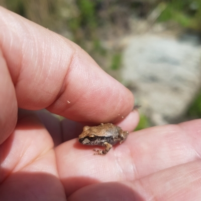 Litoria lesueuri (Lesueur's Tree-frog) at Rendezvous Creek, ACT - 5 Mar 2023 by danswell