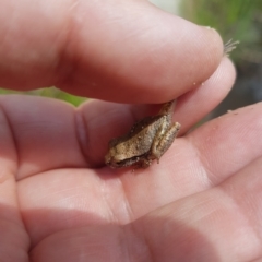 Litoria lesueuri at Rendezvous Creek, ACT - 5 Mar 2023