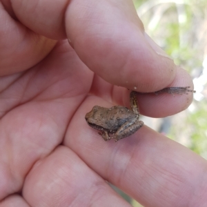 Litoria lesueuri at Rendezvous Creek, ACT - 5 Mar 2023