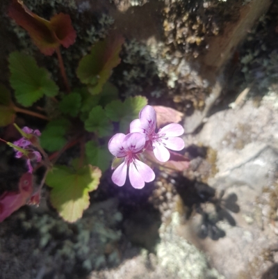 Pelargonium australe (Austral Stork's-bill) at Rendezvous Creek, ACT - 5 Mar 2023 by danswell