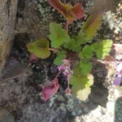 Pelargonium australe at Rendezvous Creek, ACT - 5 Mar 2023
