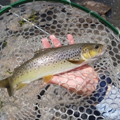 Salmo trutta (Brown Trout) at Namadgi National Park - 5 Mar 2023 by danswell