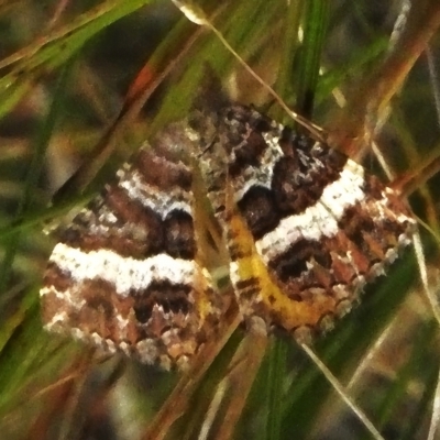Chrysolarentia vicissata (Vicissata Carpet) at Namadgi National Park - 2 Mar 2023 by JohnBundock