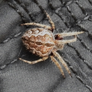 Hortophora sp. (genus) at Cotter River, ACT - 3 Mar 2023