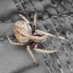 Hortophora sp. (genus) at Cotter River, ACT - 3 Mar 2023