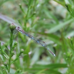 Austrolestes leda (Wandering Ringtail) at Hawker, ACT - 4 Mar 2023 by WendyW