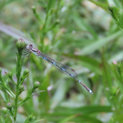 Austrolestes leda (Wandering Ringtail) at Hawker, ACT - 4 Mar 2023 by WendyW