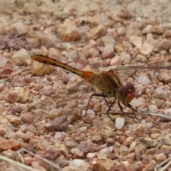 Diplacodes bipunctata (Wandering Percher) at McQuoids Hill - 4 Mar 2023 by SandraH