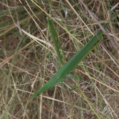 Acrida conica at Stromlo, ACT - 5 Mar 2023