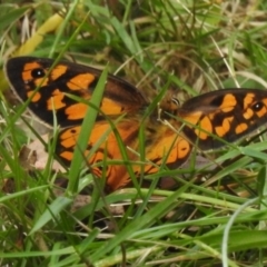 Heteronympha penelope (Shouldered Brown) at Namadgi National Park - 3 Mar 2023 by JohnBundock