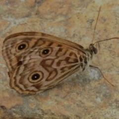 Geitoneura acantha (Ringed Xenica) at Cotter River, ACT - 3 Mar 2023 by JohnBundock