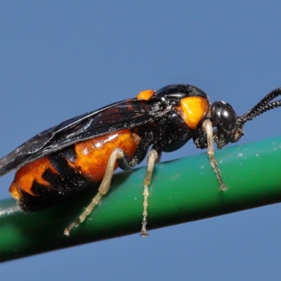 Unidentified Sawfly (Hymenoptera, Symphyta) at Wellington Point, QLD - 24 Feb 2023 by TimL