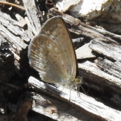 Zizina otis (Common Grass-Blue) at Namadgi National Park - 3 Mar 2023 by JohnBundock