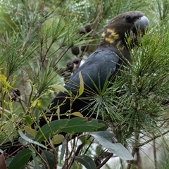 Calyptorhynchus lathami (Glossy Black-Cockatoo) at Wingecarribee Local Government Area - 4 Mar 2023 by Aussiegall