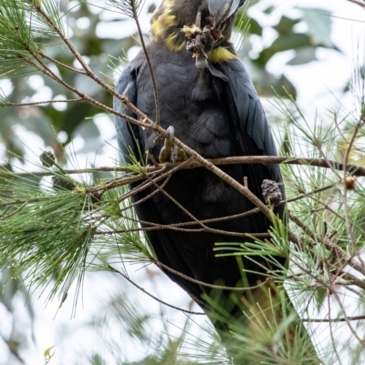 Calyptorhynchus lathami (Glossy Black-Cockatoo) at Wingecarribee Local Government Area - 4 Mar 2023 by Aussiegall
