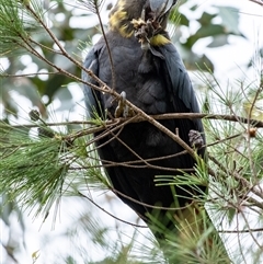 Calyptorhynchus lathami lathami at Penrose, NSW - suppressed