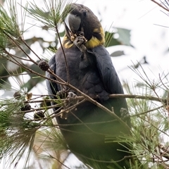 Calyptorhynchus lathami lathami at Penrose, NSW - suppressed