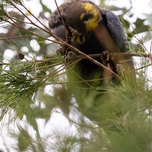 Calyptorhynchus lathami lathami at Penrose, NSW - suppressed