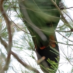 Calyptorhynchus lathami lathami at Penrose, NSW - suppressed