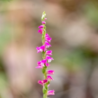 Spiranthes australis (Austral Ladies Tresses) at Penrose - 4 Mar 2023 by Aussiegall