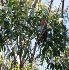 Callocephalon fimbriatum (Gang-gang Cockatoo) at Wingello, NSW - 4 Mar 2023 by Aussiegall