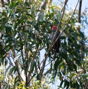 Callocephalon fimbriatum at Wingello, NSW - 5 Mar 2023