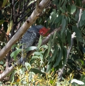 Callocephalon fimbriatum at Wingello, NSW - suppressed