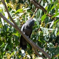 Callocephalon fimbriatum at Wingello, NSW - suppressed