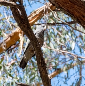 Callocephalon fimbriatum at Wingello, NSW - suppressed