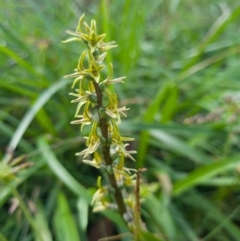 Paraprasophyllum sphacelatum (Large Alpine Leek-orchid) at Cotter River, ACT - 4 Mar 2023 by dan.clark