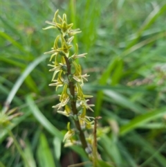 Prasophyllum sphacelatum (Large Alpine Leek-orchid) at Namadgi National Park - 4 Mar 2023 by dan.clark