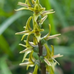 Paraprasophyllum sphacelatum at Cotter River, ACT - 4 Mar 2023