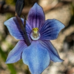 Thelymitra cyanea (Veined Sun Orchid) at Cotter River, ACT - 5 Mar 2023 by dan.clark