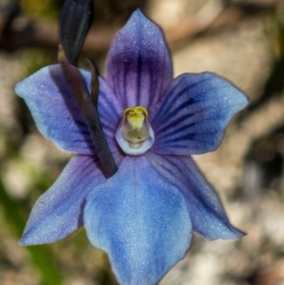 Thelymitra cyanea (Veined Sun Orchid) at Cotter River, ACT - 4 Mar 2023 by dan.clark